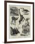 Some Recent Additions to the Zoological Gardens-null-Framed Giclee Print