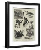 Some Recent Additions to the Zoological Gardens-null-Framed Premium Giclee Print