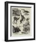 Some Recent Additions to the Zoological Gardens-null-Framed Premium Giclee Print