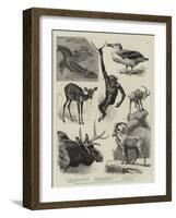 Some Recent Additions to the Zoological Gardens-null-Framed Giclee Print