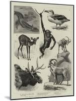 Some Recent Additions to the Zoological Gardens-null-Mounted Giclee Print