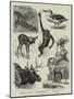 Some Recent Additions to the Zoological Gardens-null-Mounted Giclee Print