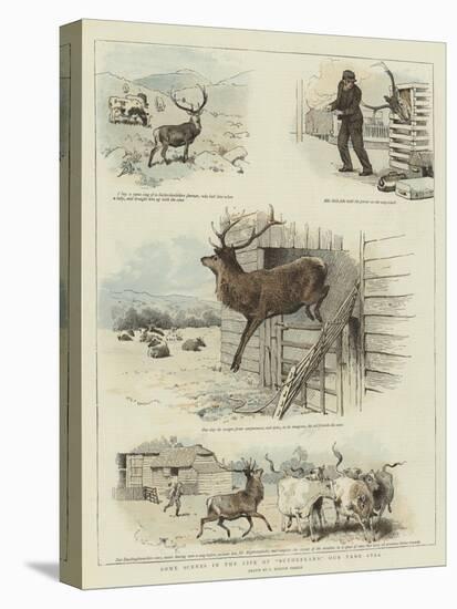 Some Scenes in the Life of Sutherland, Our Tame Stag-Charles Burton Barber-Stretched Canvas