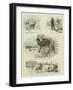 Some Scenes in the Life of Sutherland, Our Tame Stag-Charles Burton Barber-Framed Giclee Print