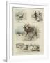 Some Scenes in the Life of Sutherland, Our Tame Stag-Charles Burton Barber-Framed Giclee Print