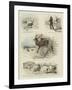 Some Scenes in the Life of Sutherland, Our Tame Stag-Charles Burton Barber-Framed Giclee Print