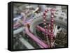 Some Six Months after Hurricane Katrina the Gulf Coast Mardi Gras Beads are Flying Again-null-Framed Stretched Canvas