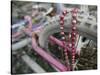 Some Six Months after Hurricane Katrina the Gulf Coast Mardi Gras Beads are Flying Again-null-Stretched Canvas