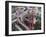 Some Six Months after Hurricane Katrina the Gulf Coast Mardi Gras Beads are Flying Again-null-Framed Premium Photographic Print