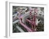 Some Six Months after Hurricane Katrina the Gulf Coast Mardi Gras Beads are Flying Again-null-Framed Premium Photographic Print