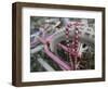 Some Six Months after Hurricane Katrina the Gulf Coast Mardi Gras Beads are Flying Again-null-Framed Photographic Print