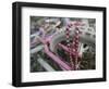 Some Six Months after Hurricane Katrina the Gulf Coast Mardi Gras Beads are Flying Again-null-Framed Photographic Print