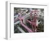 Some Six Months after Hurricane Katrina the Gulf Coast Mardi Gras Beads are Flying Again-null-Framed Photographic Print