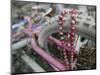 Some Six Months after Hurricane Katrina the Gulf Coast Mardi Gras Beads are Flying Again-null-Mounted Photographic Print