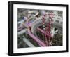 Some Six Months after Hurricane Katrina the Gulf Coast Mardi Gras Beads are Flying Again-null-Framed Photographic Print