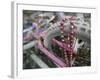 Some Six Months after Hurricane Katrina the Gulf Coast Mardi Gras Beads are Flying Again-null-Framed Photographic Print