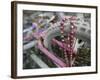 Some Six Months after Hurricane Katrina the Gulf Coast Mardi Gras Beads are Flying Again-null-Framed Photographic Print