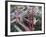 Some Six Months after Hurricane Katrina the Gulf Coast Mardi Gras Beads are Flying Again-null-Framed Photographic Print