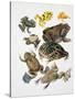 Some Species of Frogs, Anura-null-Stretched Canvas