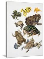 Some Species of Frogs, Anura-null-Stretched Canvas