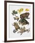 Some Species of Frogs, Anura-null-Framed Giclee Print