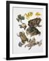 Some Species of Frogs, Anura-null-Framed Giclee Print