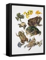 Some Species of Frogs, Anura-null-Framed Stretched Canvas