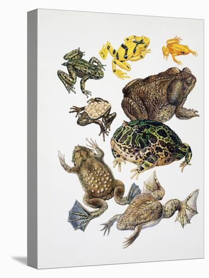 Some Species of Frogs, Anura-null-Stretched Canvas