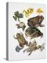 Some Species of Frogs, Anura-null-Stretched Canvas