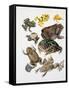 Some Species of Frogs, Anura-null-Framed Stretched Canvas