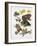 Some Species of Frogs, Anura-null-Framed Giclee Print