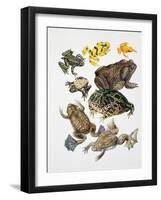 Some Species of Frogs, Anura-null-Framed Giclee Print