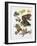 Some Species of Frogs, Anura-null-Framed Giclee Print