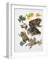 Some Species of Frogs, Anura-null-Framed Giclee Print