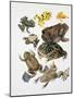 Some Species of Frogs, Anura-null-Mounted Giclee Print