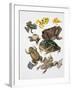 Some Species of Frogs, Anura-null-Framed Giclee Print