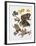 Some Species of Frogs, Anura-null-Framed Giclee Print