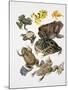 Some Species of Frogs, Anura-null-Mounted Giclee Print