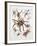 Some Species of Spiders, Argiopidae, Drawing-null-Framed Giclee Print