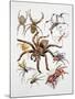 Some Species of Spiders, Argiopidae, Drawing-null-Mounted Giclee Print