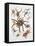 Some Species of Spiders, Argiopidae, Drawing-null-Framed Stretched Canvas