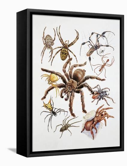 Some Species of Spiders, Argiopidae, Drawing-null-Framed Stretched Canvas