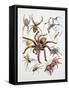 Some Species of Spiders, Argiopidae, Drawing-null-Framed Stretched Canvas