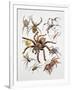 Some Species of Spiders, Argiopidae, Drawing-null-Framed Giclee Print