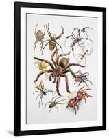 Some Species of Spiders, Argiopidae, Drawing-null-Framed Giclee Print