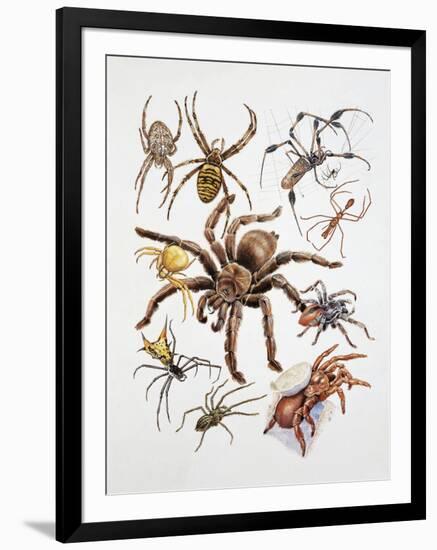 Some Species of Spiders, Argiopidae, Drawing-null-Framed Giclee Print