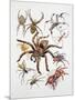 Some Species of Spiders, Argiopidae, Drawing-null-Mounted Giclee Print