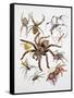 Some Species of Spiders, Argiopidae, Drawing-null-Framed Stretched Canvas