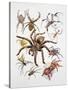 Some Species of Spiders, Argiopidae, Drawing-null-Stretched Canvas