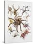 Some Species of Spiders, Argiopidae, Drawing-null-Stretched Canvas